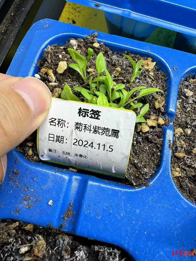 特稿丨90后机械工变身植物科普博主在海拔4000米高原修筑“梦想中的植物园”(图5)