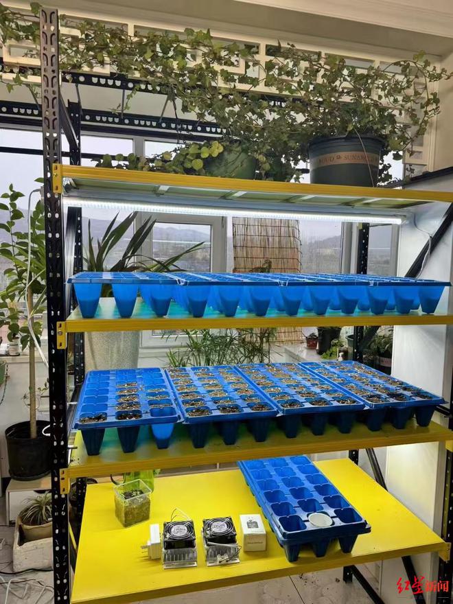 特稿丨90后机械工变身植物科普博主在海拔4000米高原修筑“梦想中的植物园”(图6)