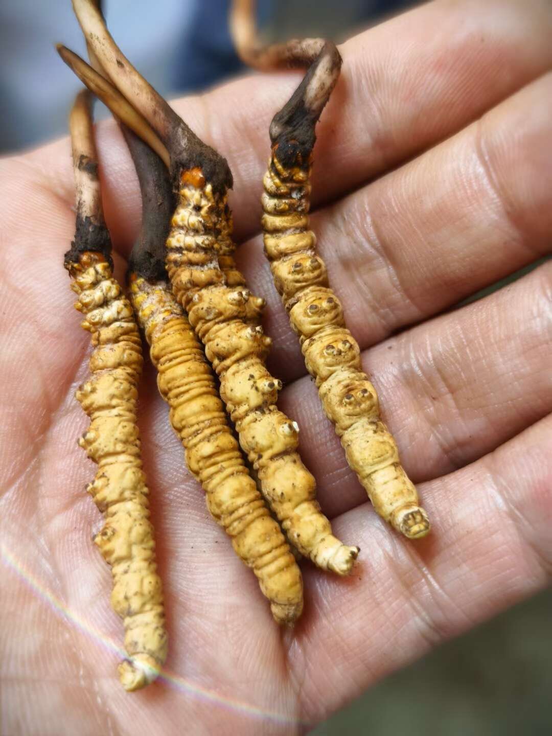 人工虫草和野生虫草的区别(图1)