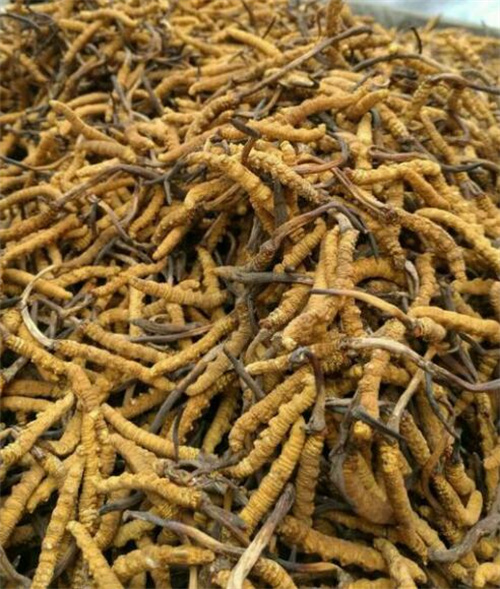 金针菇价格低迷众兴菌业日产105吨的产线“改种”冬虫夏草(图1)