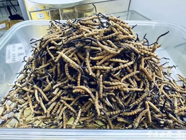 虫是养草是种。有没有种出虫草来的？(图1)