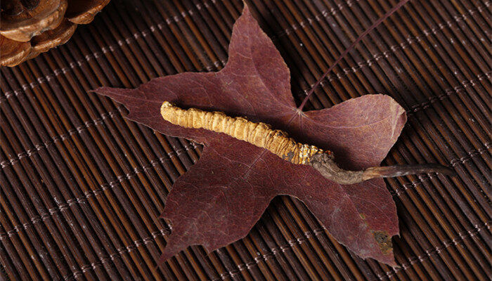 人工种植冬虫夏草与天然的区别(图2)