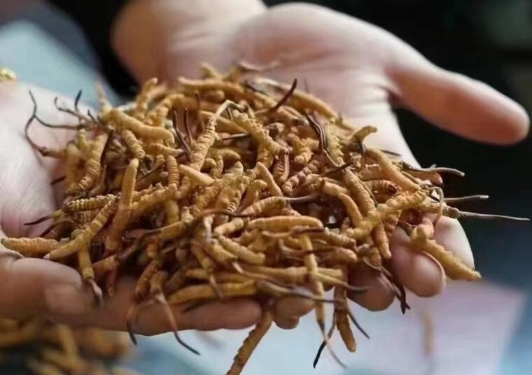 吕修涛：深入推进粮油作物大面积单产提升行动(图1)