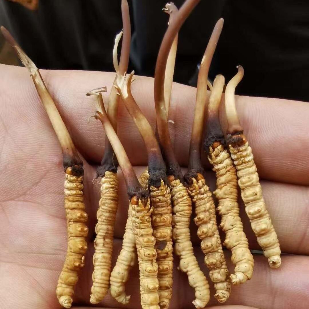 农村种植人工种植北虫草需求量大增价格飙升(图1)