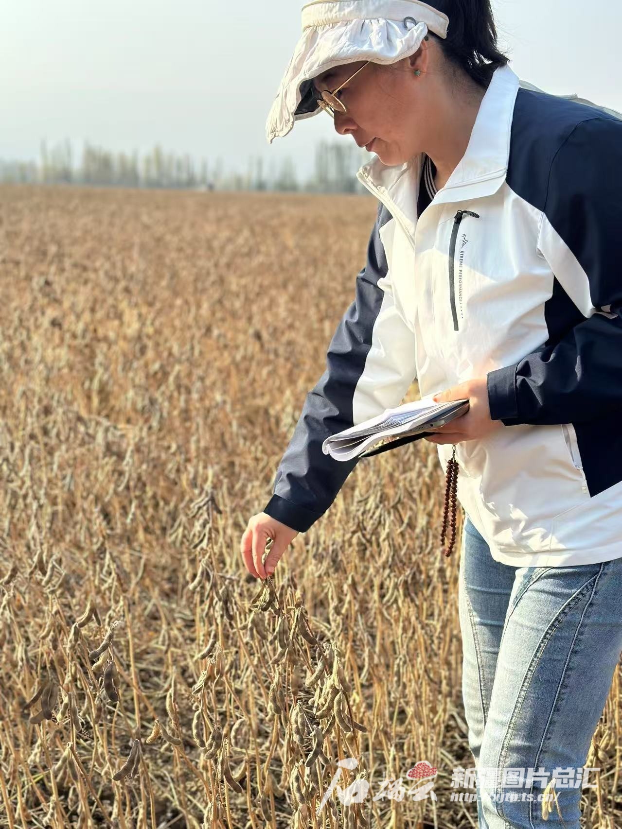 2024年新疆大豆种植面积1233万亩 创1949年以来新高(图1)