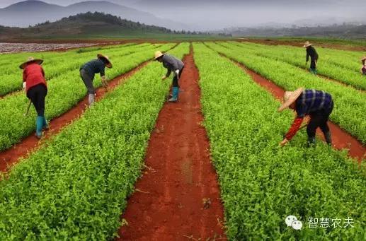 人工虫草野生冬虫夏草(图1)
