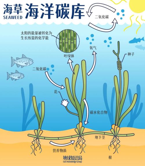 中国海岸线不能没有这种草(图3)