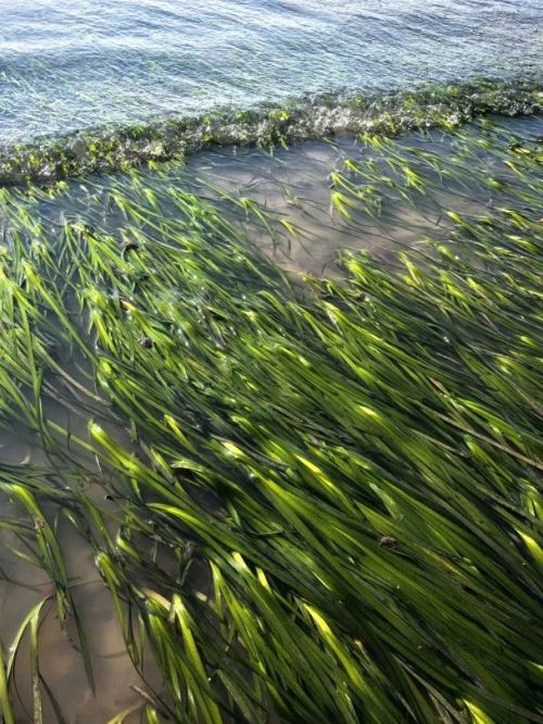 中国海岸线不能没有这种草(图2)