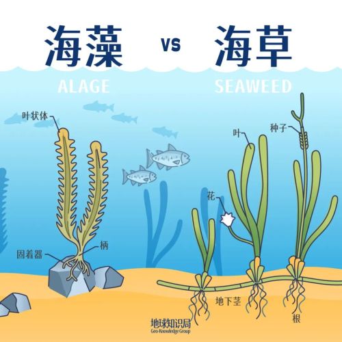 中国海岸线不能没有这种草(图5)