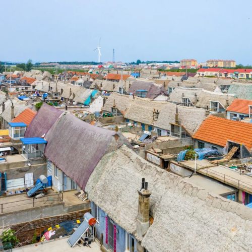 中国海岸线不能没有这种草(图4)