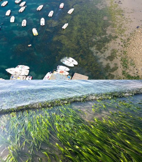 中国海岸线不能没有这种草(图6)