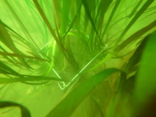 中国海岸线不能没有这种草(图9)