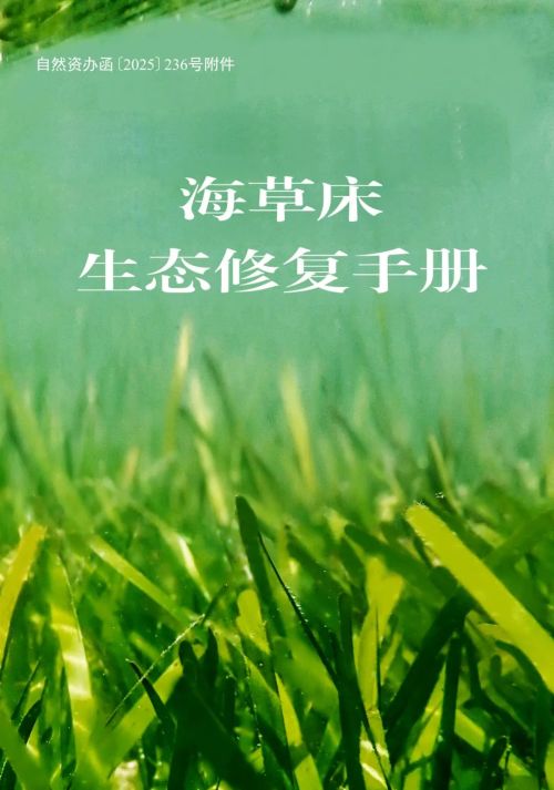 中国海岸线不能没有这种草(图8)