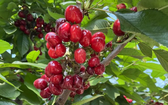 湖北人懵圈了天天吃热干面竟不知自家有这么多顶级隐藏特产！(图5)