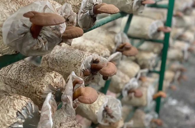 湖北人懵圈了天天吃热干面竟不知自家有这么多顶级隐藏特产！(图6)