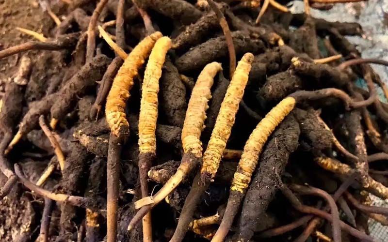 强技术 抓示范 优服务(图1)