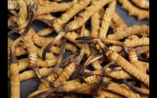 冬虫夏草栽培管理要点(图1)