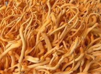 新时代农垦人｜90后“植物女医生”：将青春写在田间地头(图1)