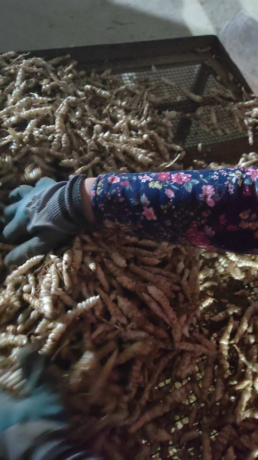 长春市农业科学院原院长于连军严重违纪违法被“双开”(图1)