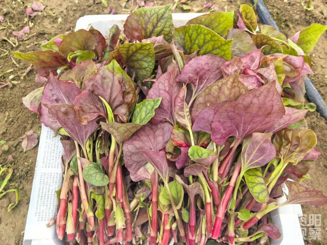 “心尖宠”折耳根鲜嫩上市 西南“饭圈”顶流了解一下(图3)