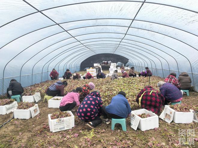 “心尖宠”折耳根鲜嫩上市 西南“饭圈”顶流了解一下(图1)