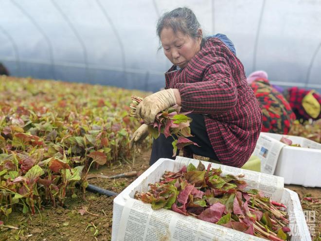 “心尖宠”折耳根鲜嫩上市 西南“饭圈”顶流了解一下(图2)