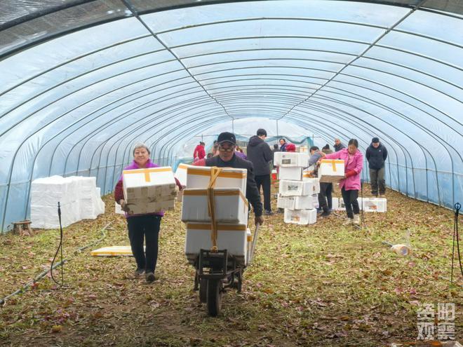 “心尖宠”折耳根鲜嫩上市 西南“饭圈”顶流了解一下(图4)