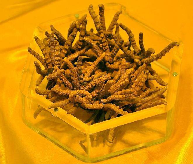 冬虫夏草种子种植方法是什么(图1)