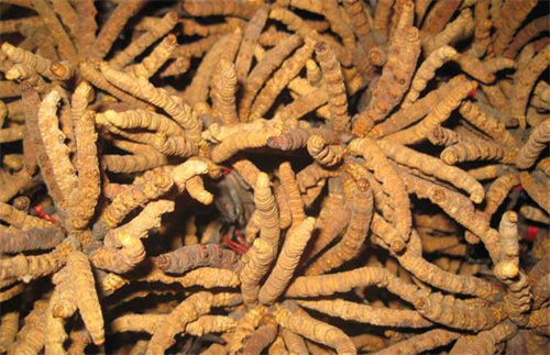 AI变革生活：2024年我们的小小创新探索(图1)