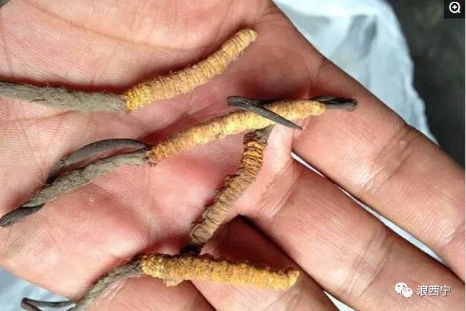 实拍：村民雪山挖虫草的辛酸看完才知生活不易！(图1)