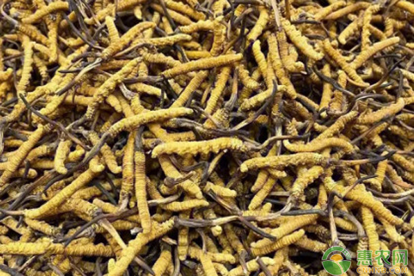 警惕这些“农业致富”骗局45个项目千万别上当！(图1)