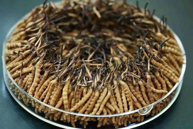 冬虫夏草有南北之分？北冬虫夏草到底是不是真正的？(图3)