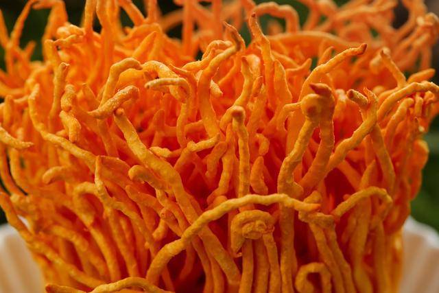 冬虫夏草有南北之分？北冬虫夏草到底是不是真正的？(图2)