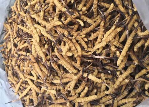 珍稀食用菌栽培与推广(图1)