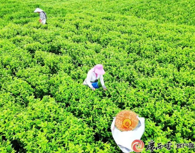 2025年新茶饮突围趋势一探(图2)