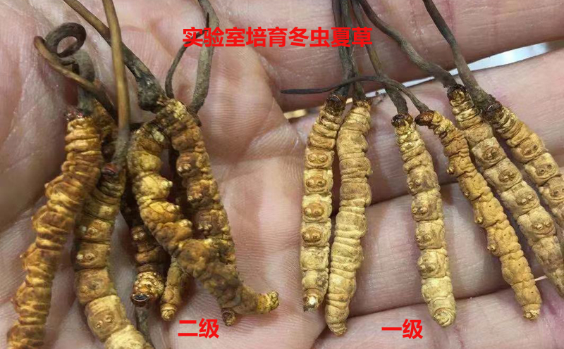 藏地九哥：吃苦只能解决温饱要把虫草事业做长久还是需要智慧和诚心并存(图1)