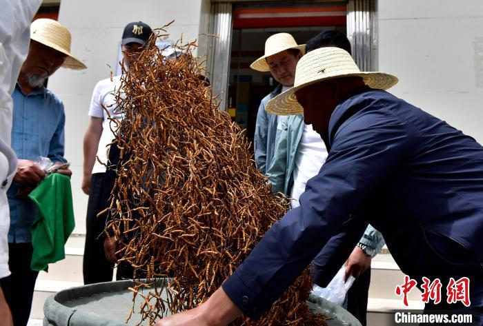 西藏拉萨：冬虫夏草交易忙(图3)