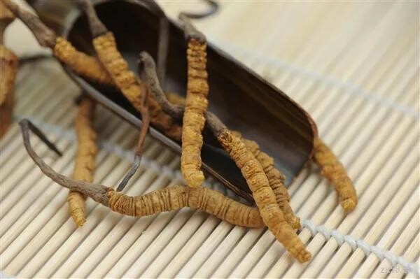 青阳县庙前镇：农业冬管正当时 田间地头管护忙(图1)