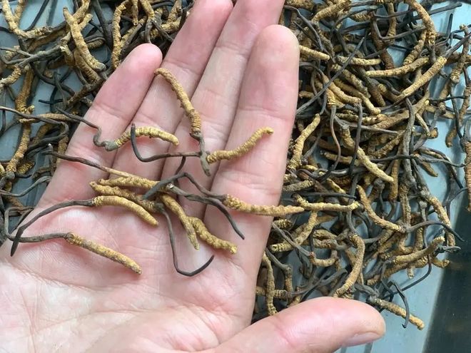 野生虫草跟人工虫草怎么区分？(图4)