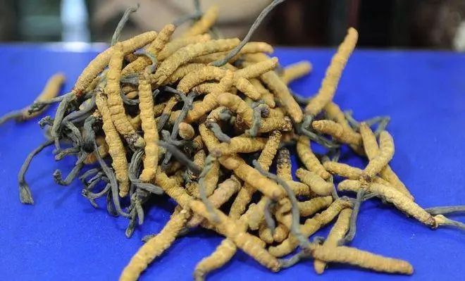 野生虫草跟人工虫草怎么区分？(图1)