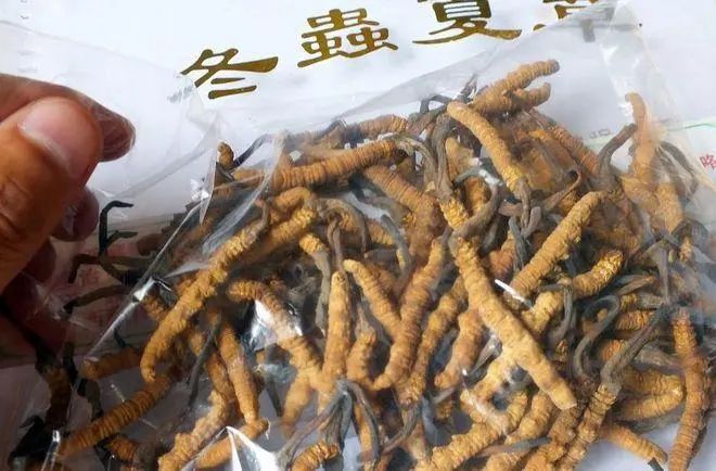 野生虫草跟人工虫草怎么区分？(图2)