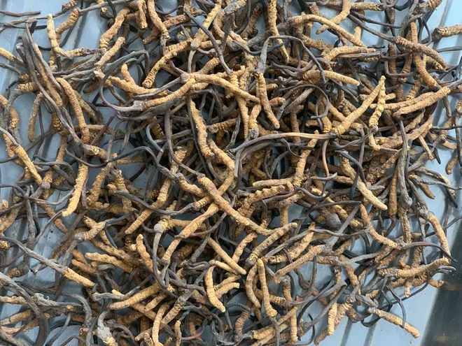 野生虫草跟人工虫草怎么区分？(图5)