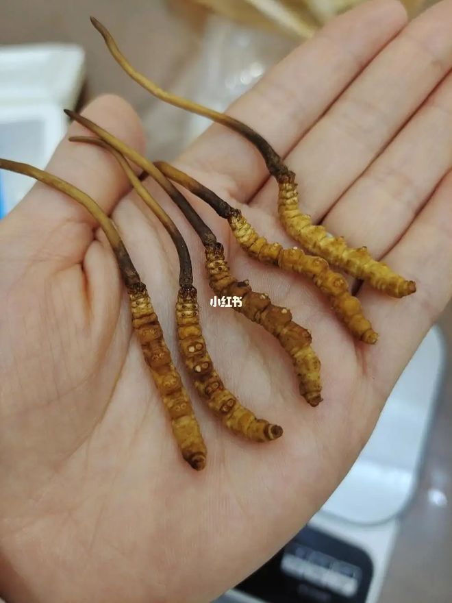野生虫草跟人工虫草怎么区分？(图7)
