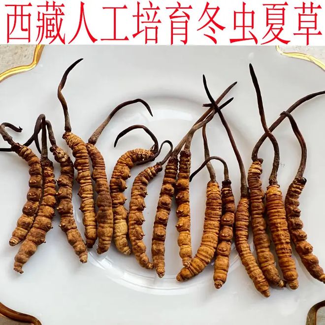 野生虫草跟人工虫草怎么区分？(图8)