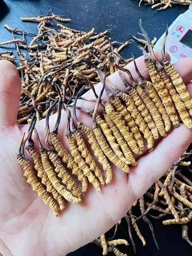 五种冬虫夏草断草千万别碰看看你知道几种(图5)