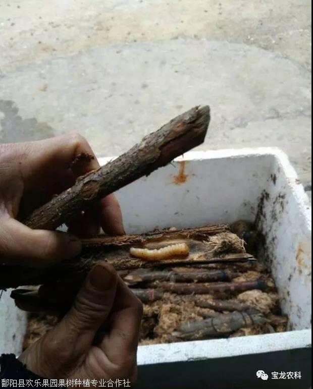 丰收背后的秘密：肥东县农业科技的力量(图1)