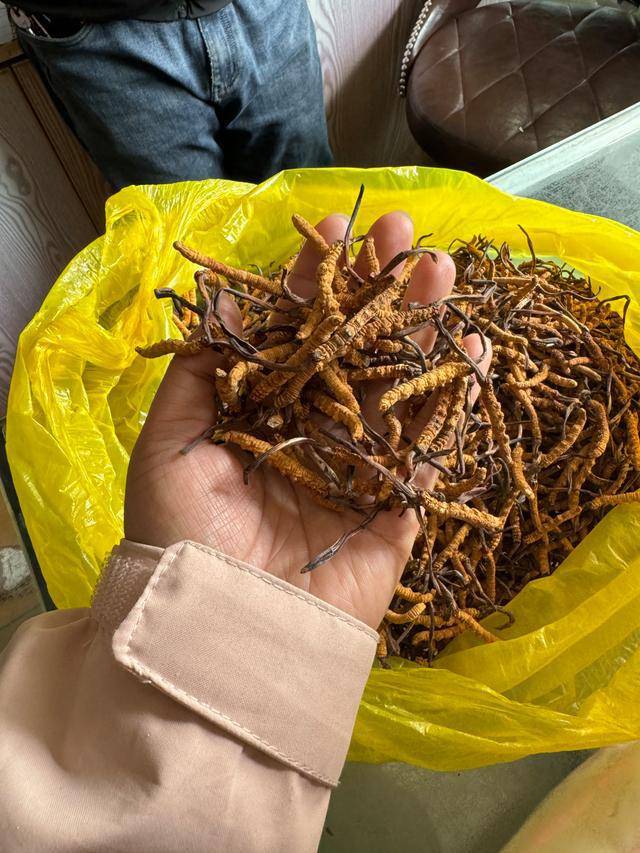 用火烧辨别虫草真伪科学吗(图2)