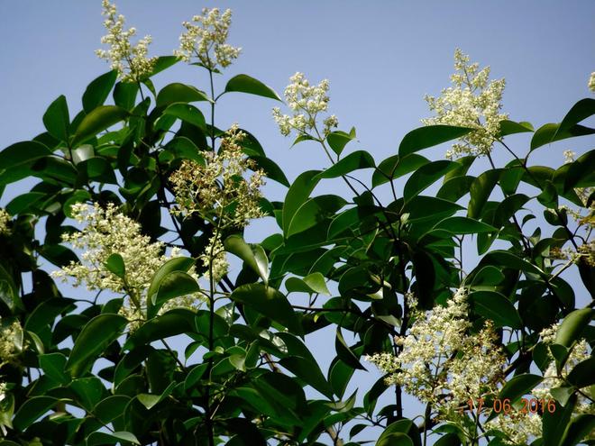 龙眼什么时候开花(图3)