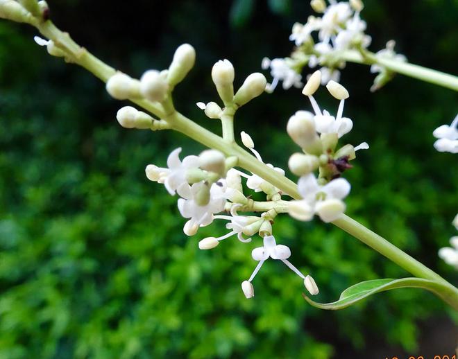 龙眼什么时候开花(图4)