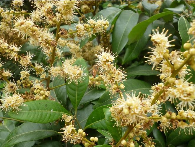 龙眼什么时候开花(图2)